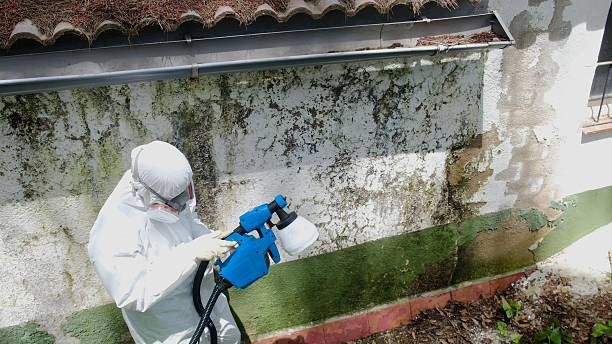 Mold Remediation service in Inwood, Inwood, FL